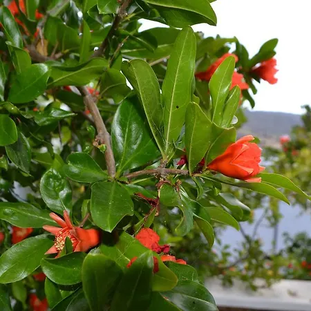 아파트 Ioanna Tinos