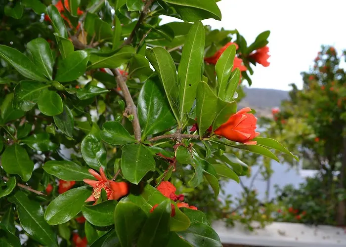 아파트 Ioanna Tinos